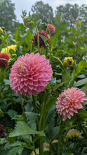 Load image into Gallery viewer, Bloomquist Mojo Dahlia Tuber - BQMJ
