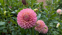 Load image into Gallery viewer, Bloomquist Mojo Dahlia Tuber - BQMJ

