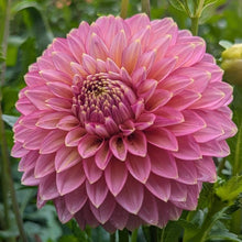 Load image into Gallery viewer, Bloomquist Mojo Dahlia Tuber - BQMJ
