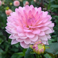 Load image into Gallery viewer, Karma Prospero Dahlia Tuber - KRPR
