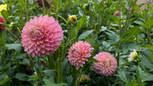 Load image into Gallery viewer, Bloomquist Mojo Dahlia Tuber - BQMJ
