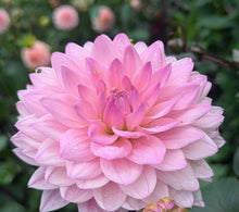 Load image into Gallery viewer, Karma Prospero Dahlia Tuber - KRPR
