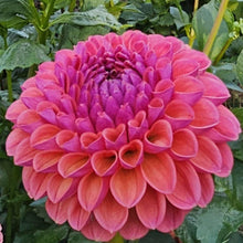 Load image into Gallery viewer, Amethyst Glow Dahlia Tuber - AMGL
