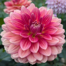Load image into Gallery viewer, Lee's Scarlet Macaw Dahlia Tuber - LESMC
