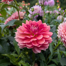 Load image into Gallery viewer, Lee's Scarlet Macaw Dahlia Tuber - LESMC
