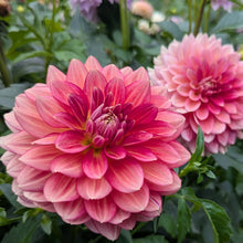 Load image into Gallery viewer, Lee's Scarlet Macaw Dahlia Tuber - LESMC
