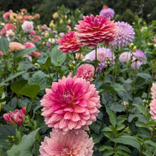Load image into Gallery viewer, Lee's Scarlet Macaw Dahlia Tuber - LESMC
