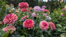 Load image into Gallery viewer, Lee's Scarlet Macaw Dahlia Tuber - LESMC

