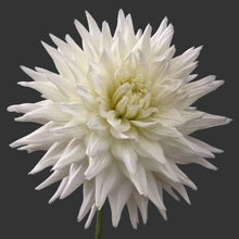 Load image into Gallery viewer, Kenora Clyde Dahlia Tuber - KNCL
