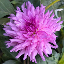 Load image into Gallery viewer, Annette Dahlia Tuber -ANNT
