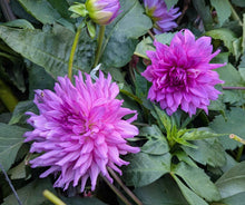 Load image into Gallery viewer, Annette Dahlia Tuber -ANNT
