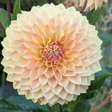 Load image into Gallery viewer, Bloomquist Alan Dahlia Tuber - BQAL
