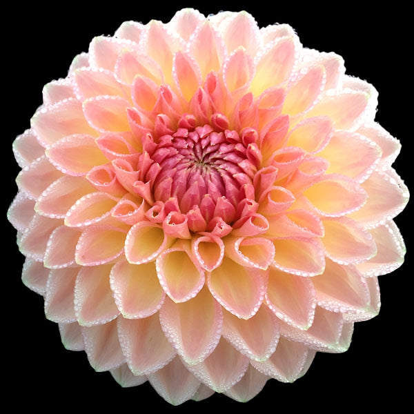Hillcrest Suffusion Dahlia Tuber - HCSF