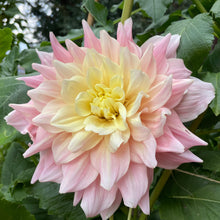 Load image into Gallery viewer, Breakout Dahlia Tuber - BROT
