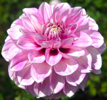 Load image into Gallery viewer, Blackberry Ice Dahlia Tuber - BLKI
