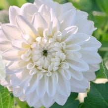 Load image into Gallery viewer, Bowser Cloud Dahlia Tuber - BWCL
