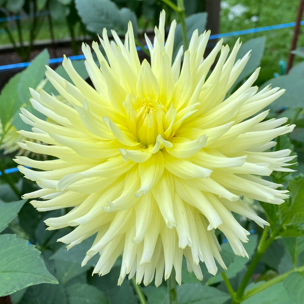 CB Soft Sunlight Dahlia Tuber - CBSS