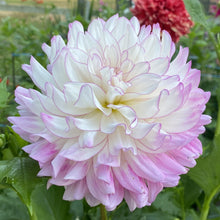 Load image into Gallery viewer, CB Tanya Dahlia Tuber - CBTN
