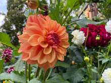 Load image into Gallery viewer, Ferncliff Copper Dahlia Tuber - FCOP
