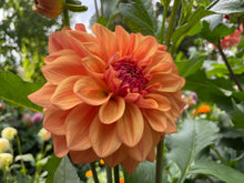 Load image into Gallery viewer, Ferncliff Copper Dahlia Tuber - FCOP
