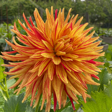 Load image into Gallery viewer, Cable Bay Bonfire Dahlia Tuber - CBBF
