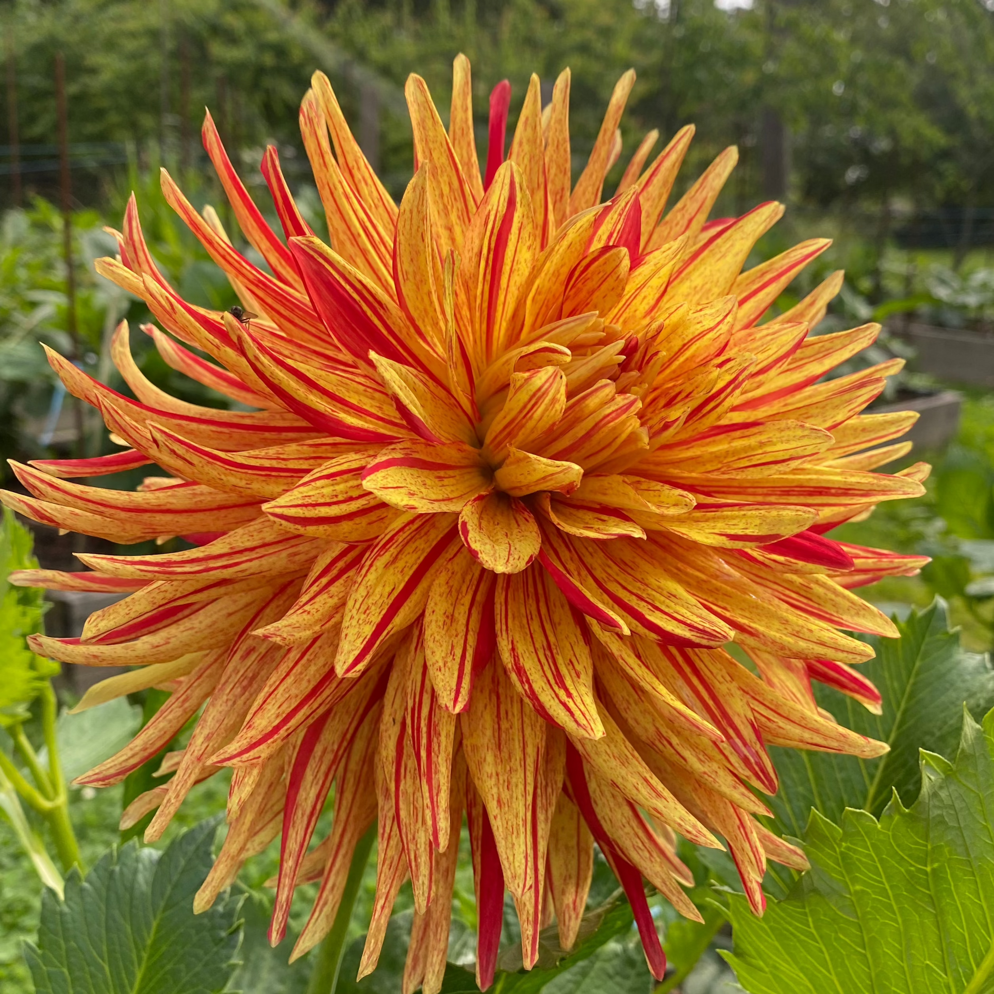 Dahlias by Trevor Hoff – Deva's Gardens