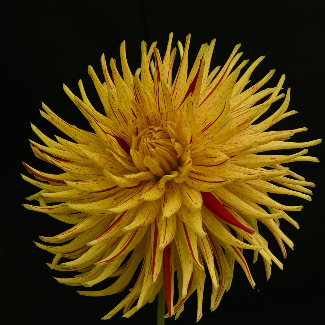 Cable Bay Campfire Dahlia Tuber - CBCF