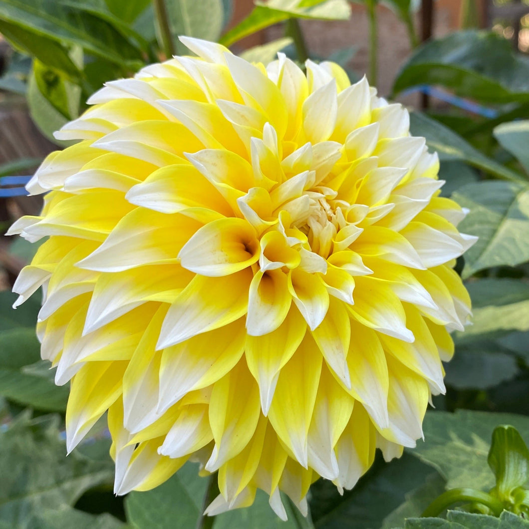 Cable Bay Lemon Spot Dahlia Tuber - CBLMS