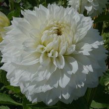 Load image into Gallery viewer, Gitts Attention Dahlia Tuber - GTTA
