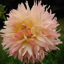 Load image into Gallery viewer, Hapet Champagne Dahlia Tuber - HPCH
