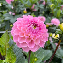 Load image into Gallery viewer, Wizard of Oz Dahlia Tuber - WOZ
