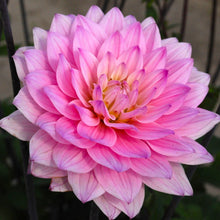 Load image into Gallery viewer, Karma Prospero Dahlia Tuber - KRPR
