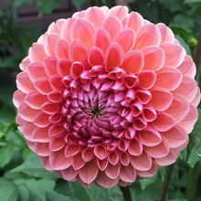 Load image into Gallery viewer, Linda&#39;s Baby Dahlia Tuber - LINB
