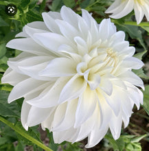 Load image into Gallery viewer, Lady Liberty Dahlia Tuber - LLBT

