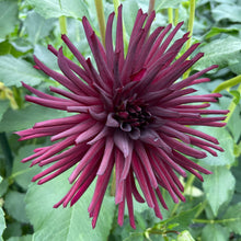 Load image into Gallery viewer, Nuit D’Ete Dahlia Tuber - NUIT
