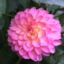 Load image into Gallery viewer, Pretty Please Dahlia Tuber

