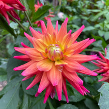 Load image into Gallery viewer, Rainbow Silence Dahlia Tuber - RBSL
