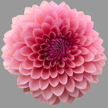 Load image into Gallery viewer, Sweet Sanne Dahlia Tuber - SWTSN
