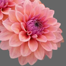 Load image into Gallery viewer, Sweet Sanne Dahlia Tuber - SWTSN
