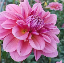 Load image into Gallery viewer, Southern Belle Dahlia Tuber - SBEL
