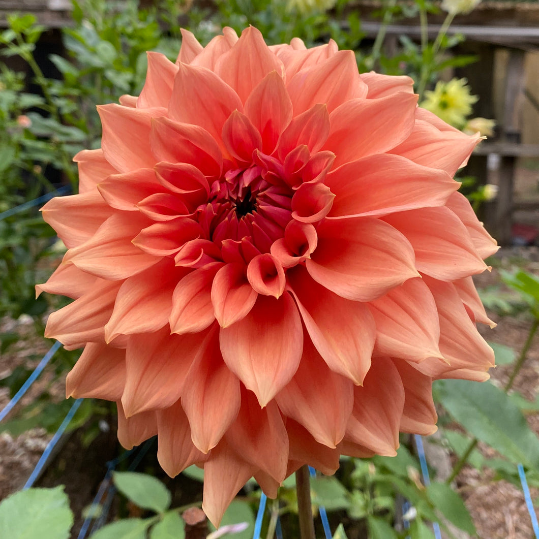 Van Isle Autumn Dahlia Tuber - VIATM