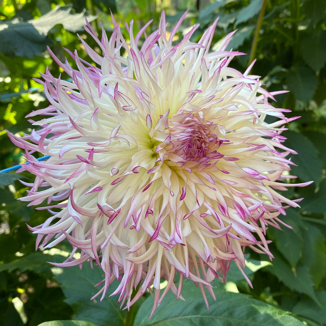 Van Isle Betty Dahlia Tuber - VIBTY