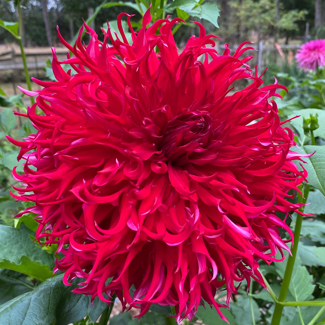 Van Isle Blood Dahlia Tuber - VIBLO