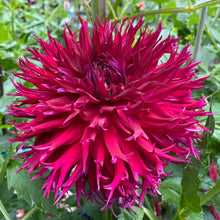 Load image into Gallery viewer, Van Isle Cherry Thorn Dahlia Tuber - VICHE
