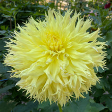 Load image into Gallery viewer, Van Isle Citronella Dahlia Tuber - VICITR
