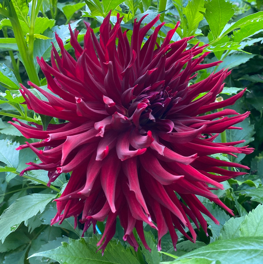 Van Isle Dark Night Dahlia Tuber - VIDN