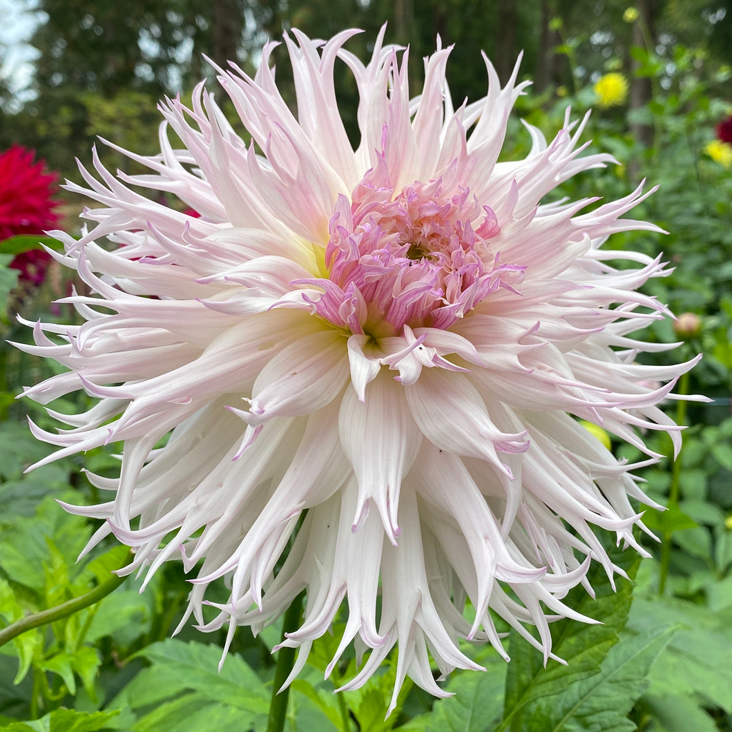 Van Isle Elizabeth Dahlia Tuber - VIELZ