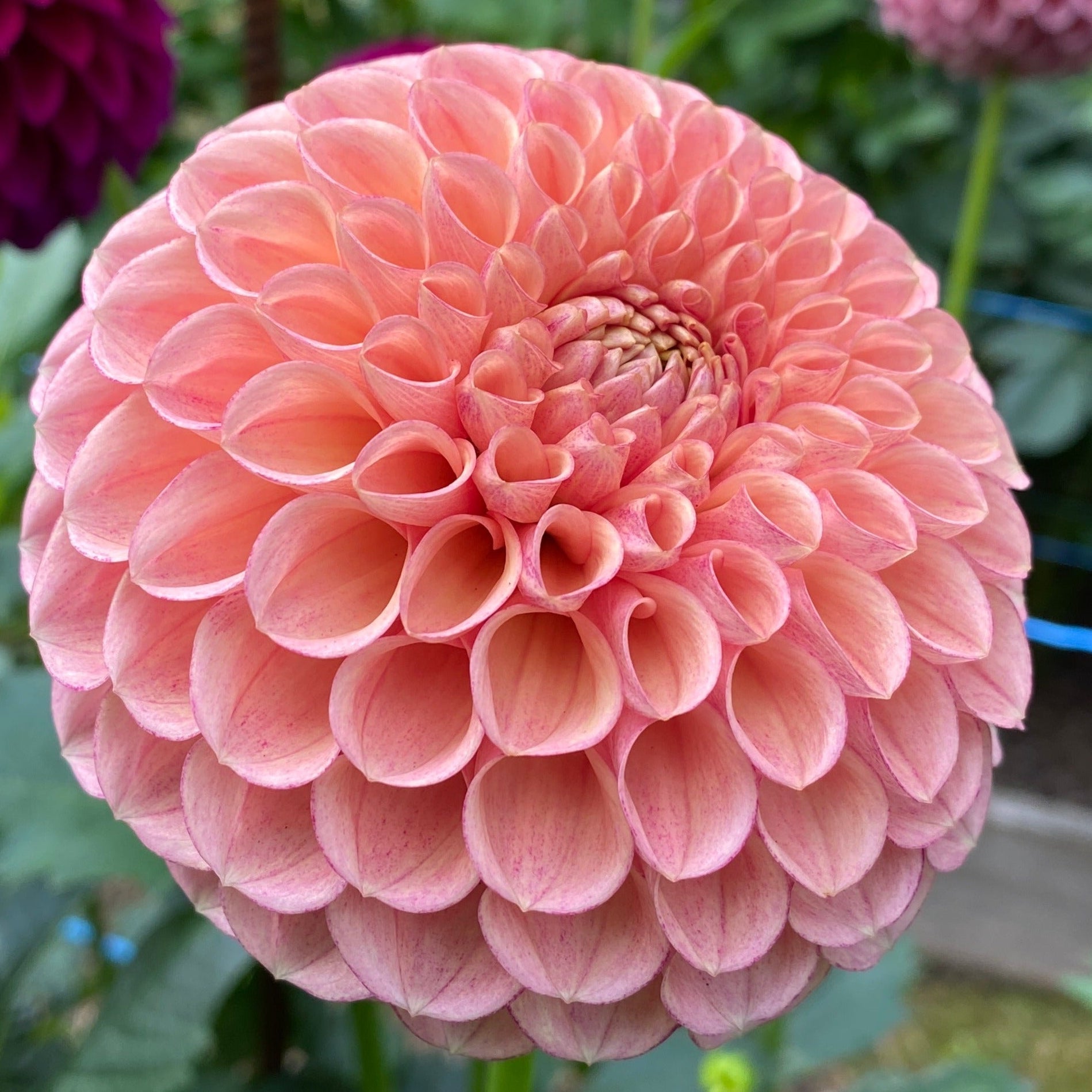 Van Isle Erika Dahlia Tuber - VIERK (LIMIT 1) – Deva's Gardens