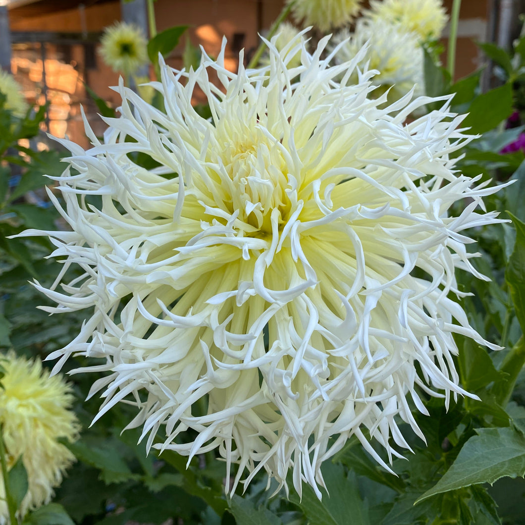 Van Isle Frazzle Dahlia Tuber - VIFRZ