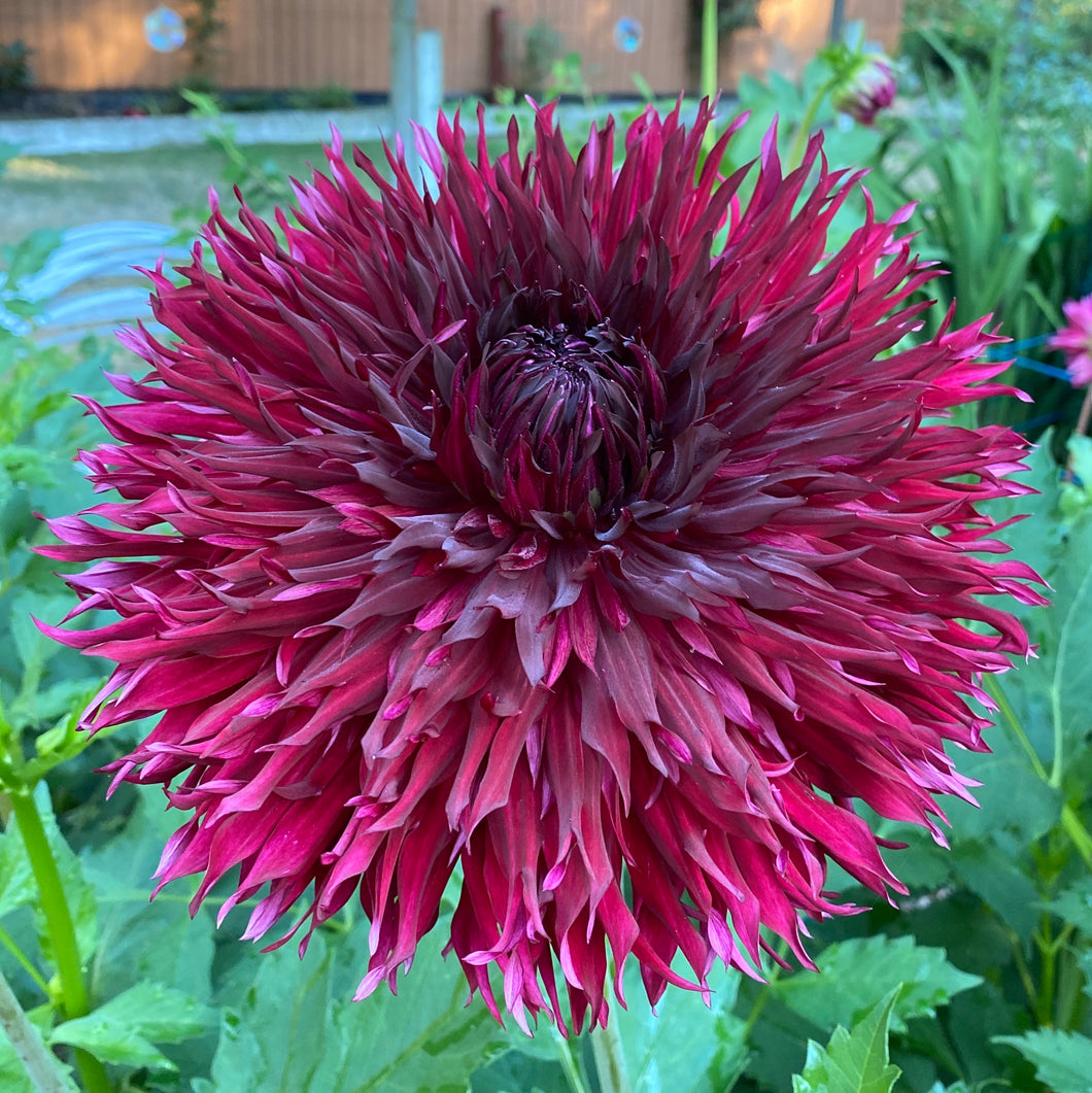 Van Isle Fury Dahlia Tuber - VIFRY